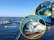 Дорадо выращивают в Украине