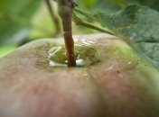 Власти обещают решить проблему обеспечения украинцев фруктами