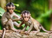 Головоломка на быстрость мышления