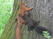 Эстония будет бороться с белками и енотам