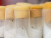 Первый заболевший вирусом Зика китаец выздоровел 