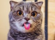 Коты не дразнятся, коты проверяют нашу выдержку