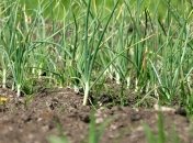 Что сажать на грядку после чеснока и лука