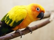 Судебное разбирательство по делу матерящегося попугая завершено