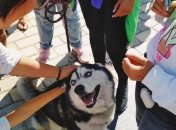 Марш за животных прошел в 24 городах Украины: антарктическая экспедиция тоже присоединилась