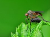 Новые ловушки для комаров помогут отследить виды, которые переносят болезни