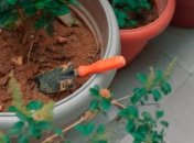 Эти растения - неприхотливые