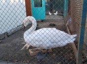 Лебедь будет жить рядом с другими представителями своего вида