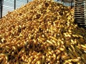 Украинские компании получили право на беспошлинный экспорт кукурузы в Кению