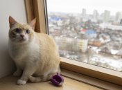 Окна будут сверкать намного дольше, чем обычно