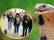 На Киевщине нашли "кобру"