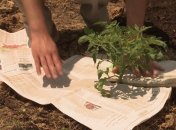 Старым газетам можно найти применение на дачном участке