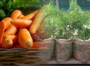 Посадка моркви у травні