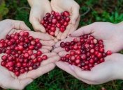 Приметы и обряды на 15 сентября - День Мамонта-Овчарника