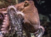 Нужны способности осьминога: ученые задумались о создании человека-невидимки 