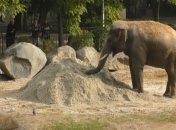 В столичном зоопарке установили песочницу для слоненка (Видео)
