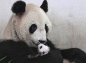 У китайському Шанхаї показали 6-ти місячне панденя (Відео)