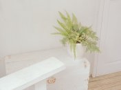 Домашним растениям необходим уход