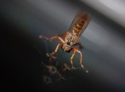 Палеонтологи "посмотрели в глаза" ископаемому комару и задались вопросом о зрении трилобитов