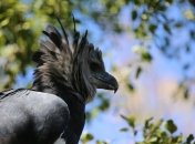 Как выглядит южноамериканская гарпия (Фото)