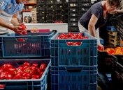 Минагропрод спрогнозировал перепроизводство овощей