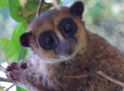 Ученые обнаружили новый вид карликовых лемуров