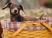 Путешественникам снятся их питомцы