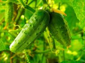 У теплиці краще вирощувати огірки гібридні та "партенокарпіки"