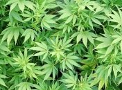 В Калифорнии создадут город для любителей марихуаны