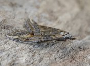 Міль може стати справжньою проблемою на кухні