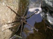 Найденный новый вид паука, который плавает и ест жаб