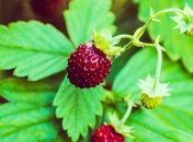 Какие завтра праздники: традиции и приметы на 22 июня