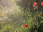 На севере - дожди, а в Карпатах - заморозки: прогноз погоды на выходные 