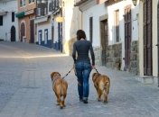 5 песен для утренней прогулки с собакой