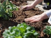 Что делать с почвой осенью -  польза известкования