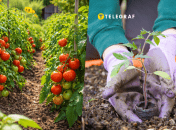 Этот способ может подойти не всем сортам