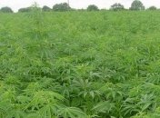 В аптеках будут продавать коноплю