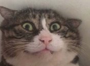 Король драмы: невероятно эмоциональный кот 