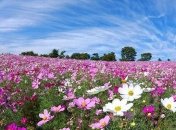 Волшебное место с миллионами цветов, которое дарит незабываемые впечатления (Фото)