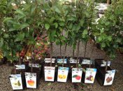 Саженцы яблони, абрикосы, сливы, груши - когда лучше сажать