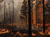 Новая технология быстрого тушения лесных пожаров