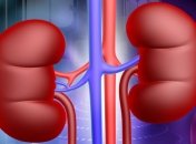 Итальянским ученым впервые удалось вырастить нефрон