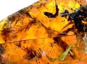 В ископаемом янтаре найден древнейший детеныш змеи