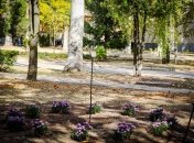 На місці загибелі хлопчика висадили квіти та райську яблуню