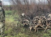 В зоне ЧАЭС задержали нарушителей, которые перевозили 60 кг рогов (Видео)