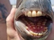 В США поймали карася с человеческими зубами (фото)