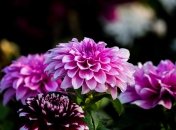 Правила ухода за георгинами летом