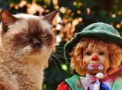 Если кот обиделся. Четыре способа вернуть его благосклонность