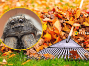 Павук-вовк стає більш помітний восени