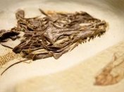 У палеогеновой ящерицы обнаружили вторую пару глаз 